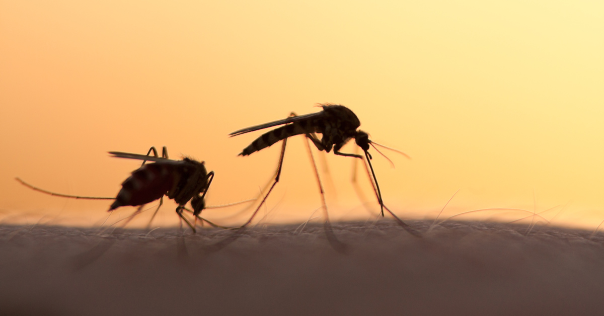 mosquitoes and water tanks how to keep mozzies away mosquitoes and water tanks how to keep mozzies away