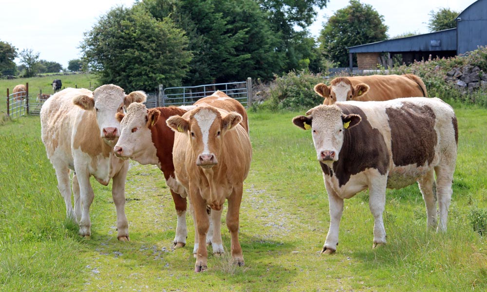 Global Tanks What Animals are Best for Keeping Acreage Tidy Cows