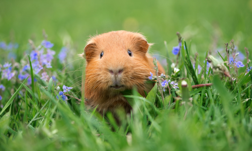 Global Tanks What Animals are Best for Keeping Acreage Tidy Guinea Pigs