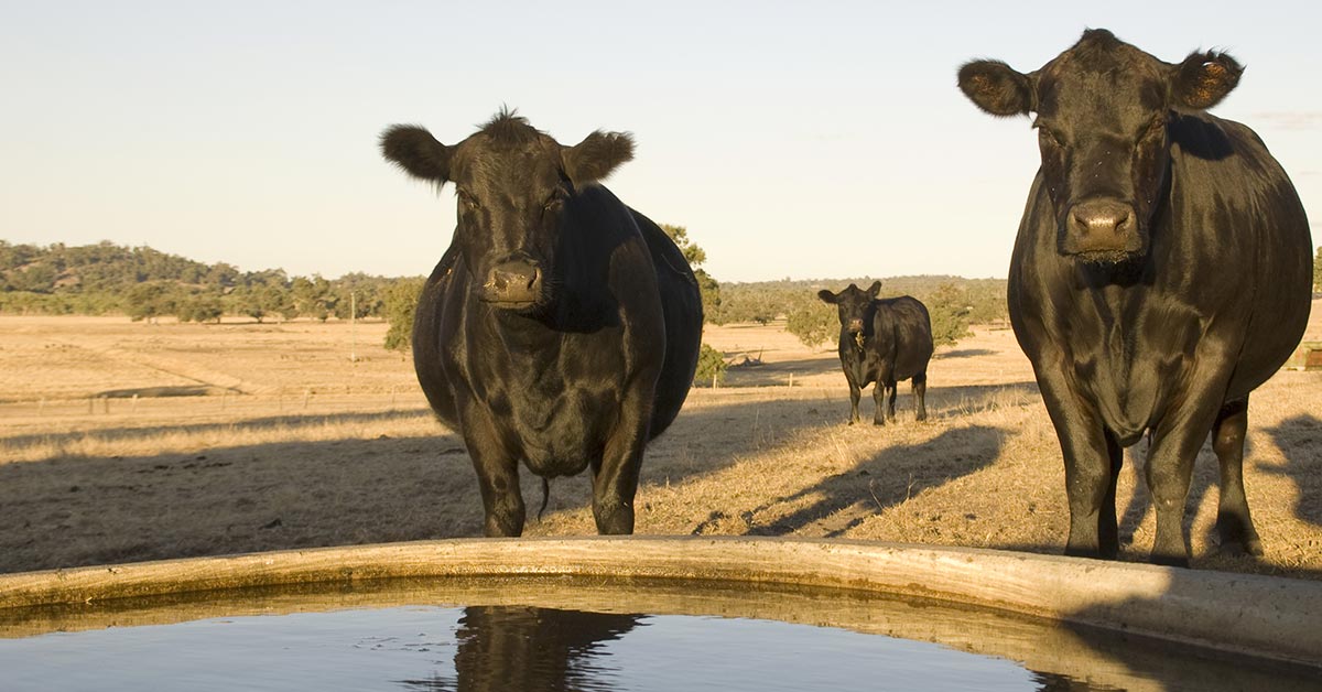 Water funding for drought-affected livestock farmers in Broken Hill and far west NSW regions | Global Tanks | Broken Hill | Western NSW | Australian Farmers | Water Storage for Livestock