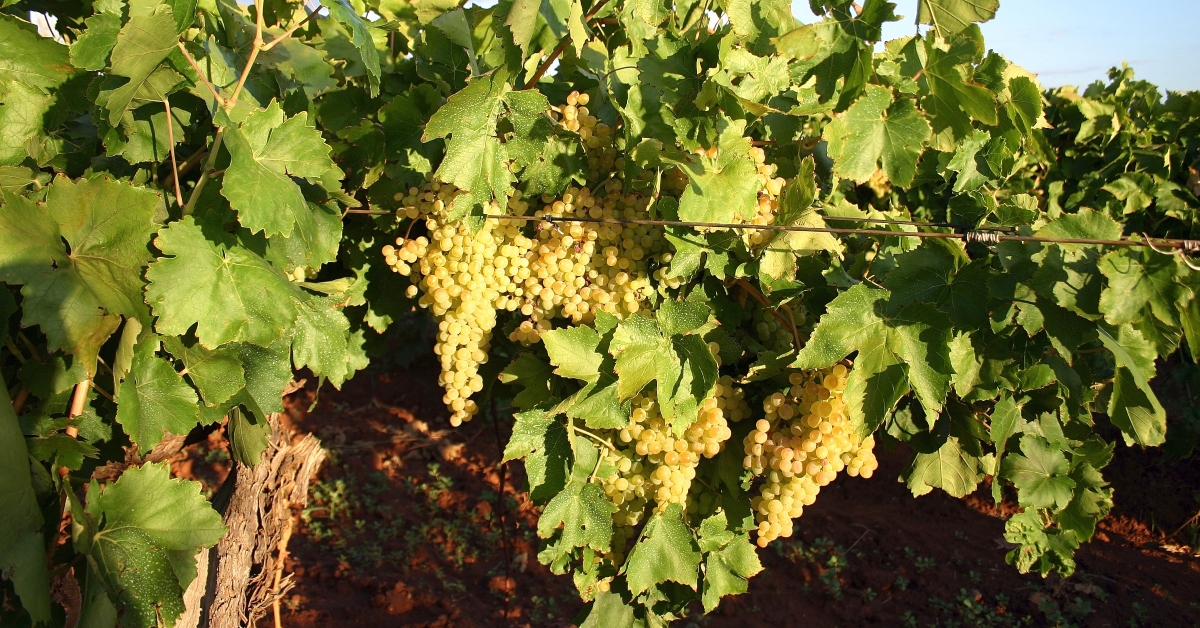 Green Grape Vineyard At Mildura