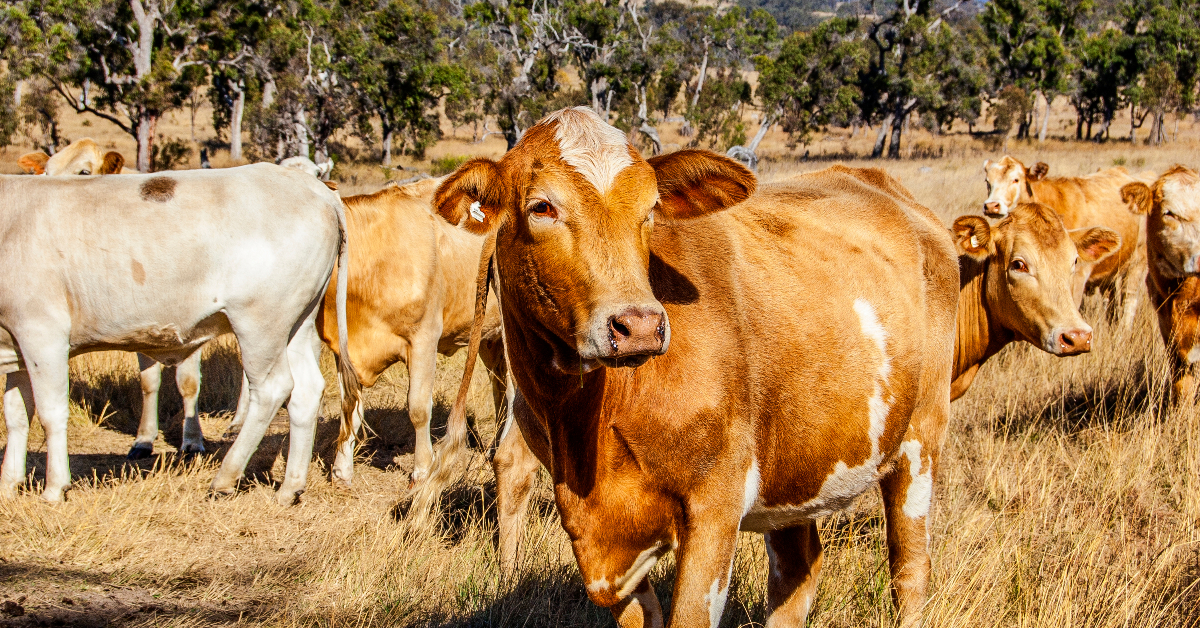 alt="Australia's red meat industry aims to be carbon neutral by 2030"