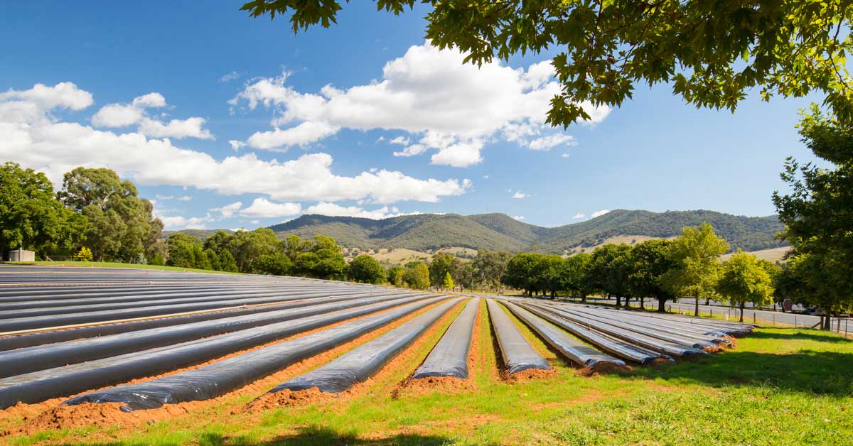 Australian strawberry farm technology, trends shaping Australian agriculture