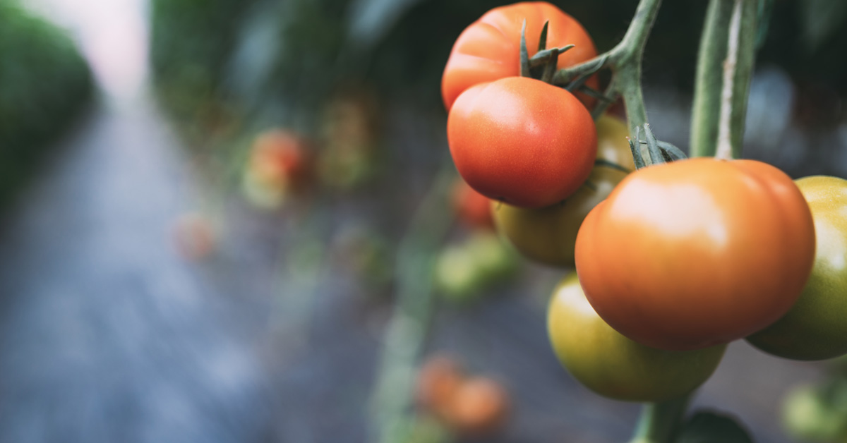 healthy tomatoes on a farm trends shaping Australian agriculture