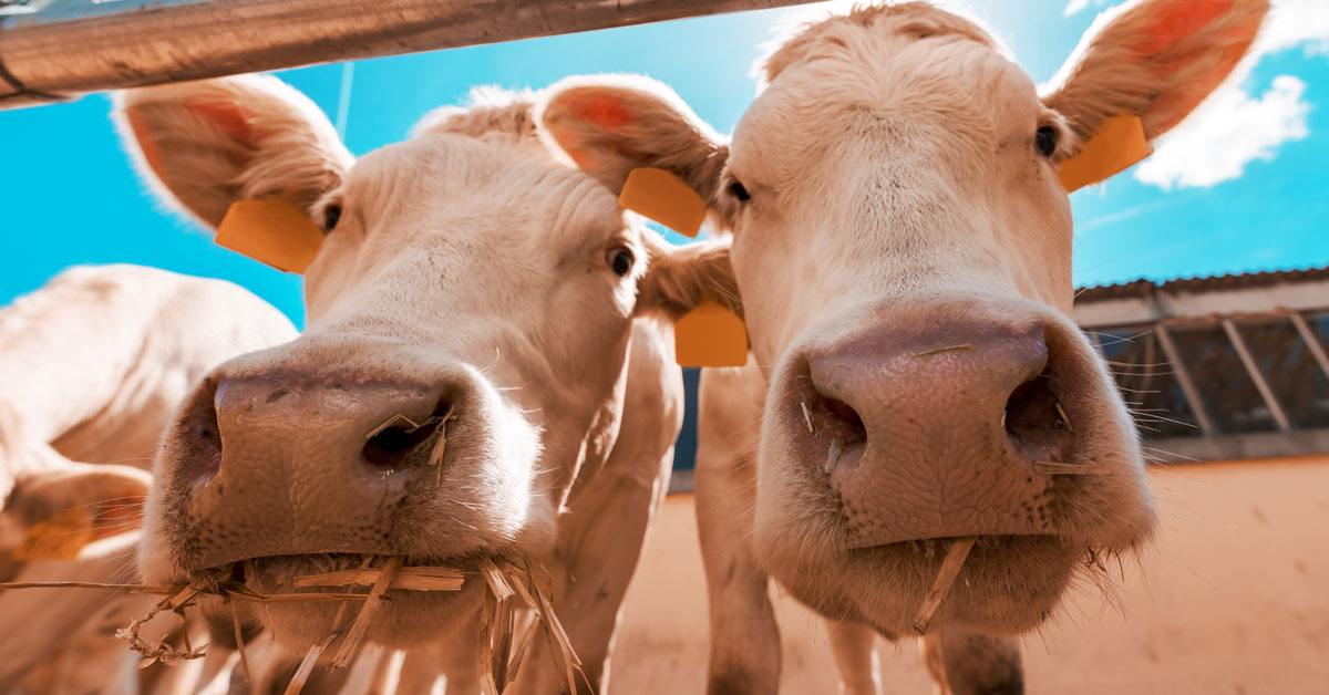 curious cows on a cattle farm Megatrends Shaping Australian Agriculture