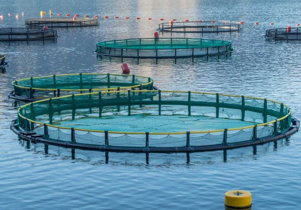 Australian Aquaculture – Benefits, Cons & Processes