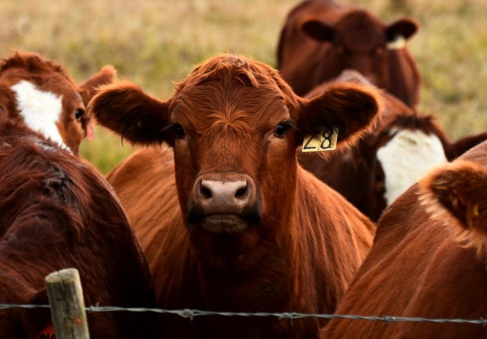Maintaining Livestock Welfare – Is Your Livestock Fit For The Journey?
