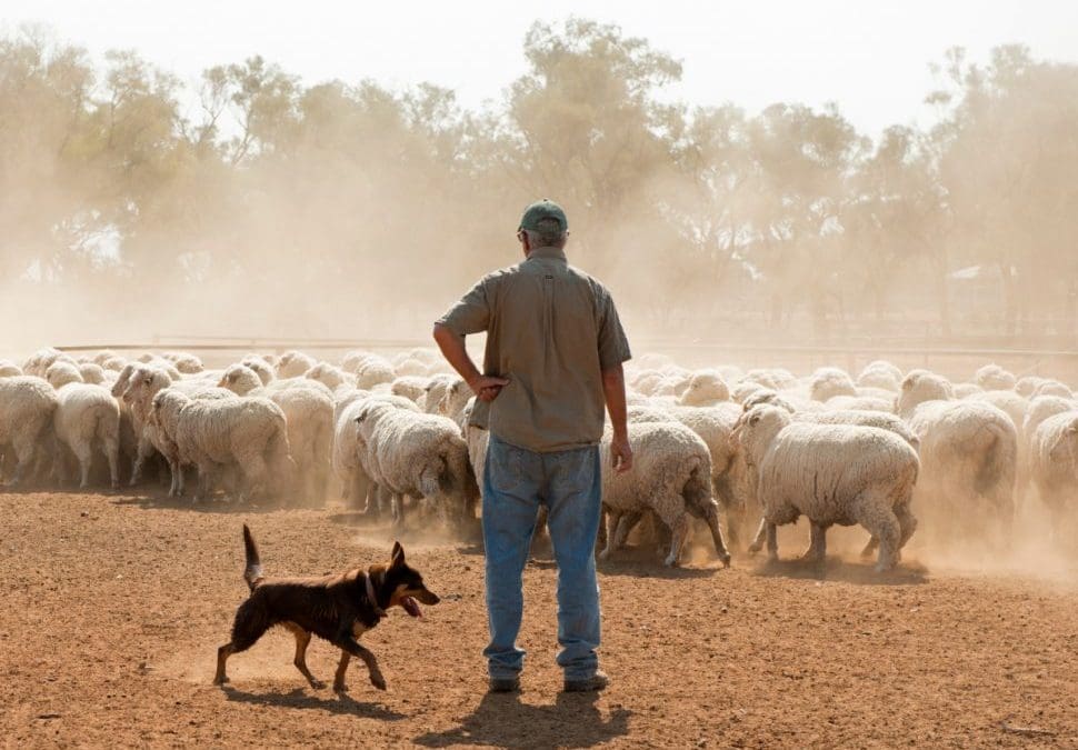 Australian Wool Industry & Why Queensland Is ‘Built on a Sheep’s Back’