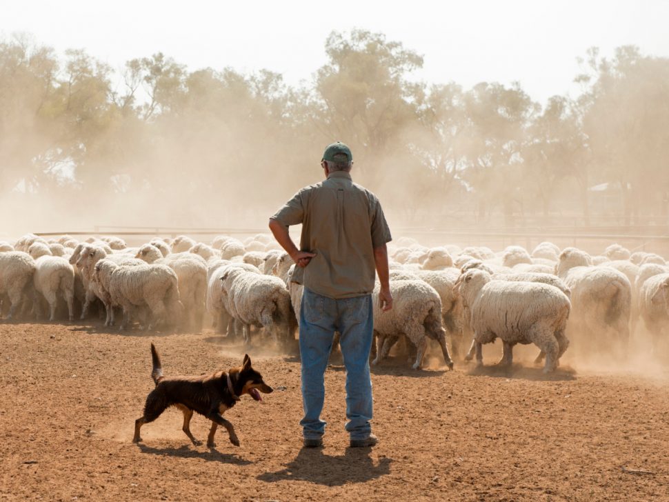 Australian Wool Industry & QLD Is ‘Built on a Sheep’s Back’