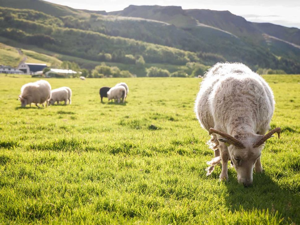 Grazing Methods Strategies for Aussie Farmers Global Tanks
