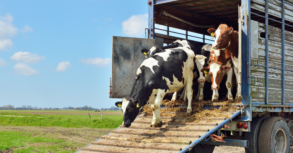 alt="Cattle stepping out of transport truck"