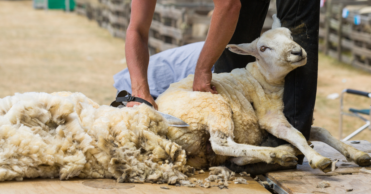 alt="sheep being sheered"