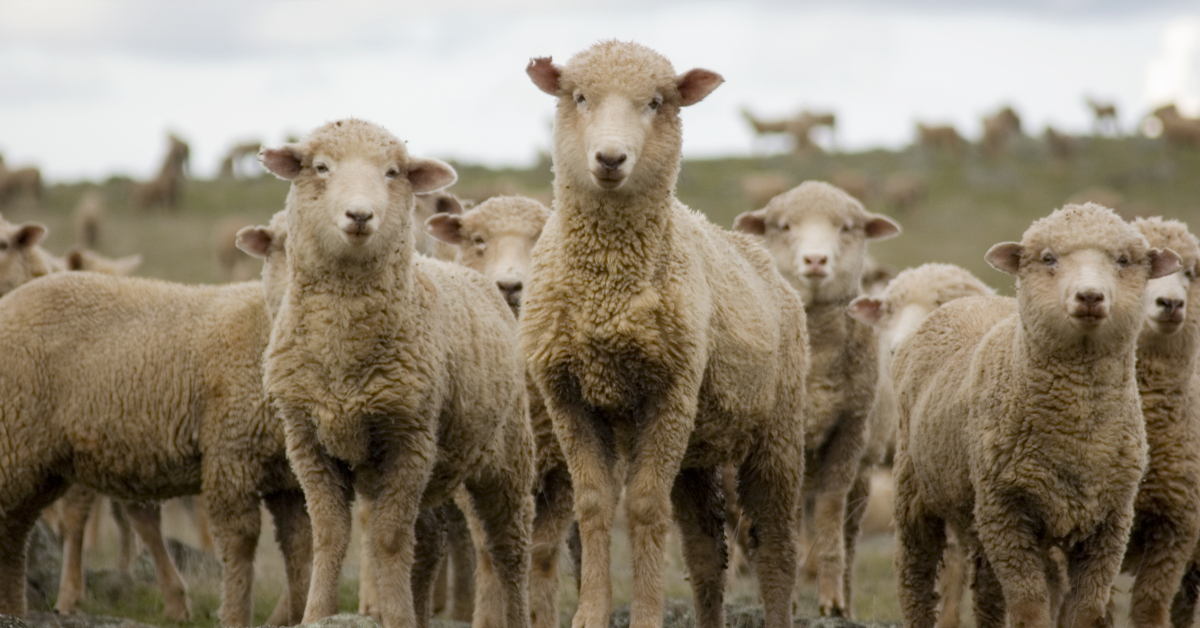 alt="herd of sheep"