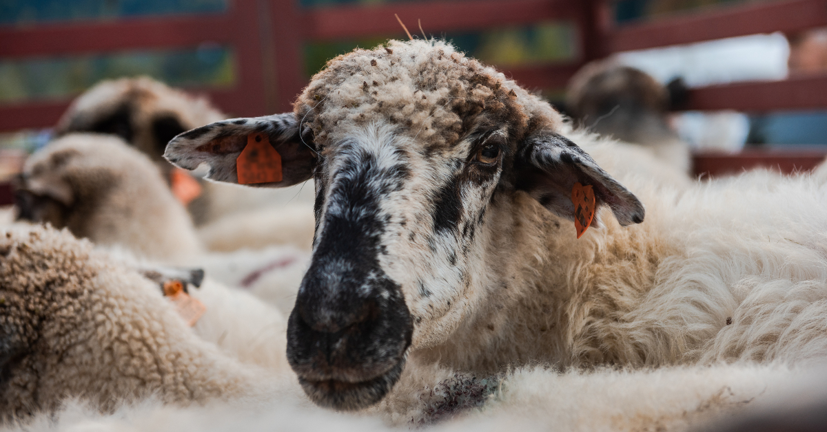 alt="A herd of sheep in a corral"
