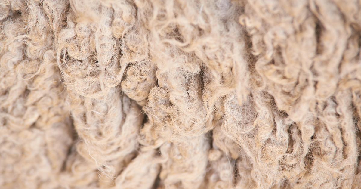alt="sheep wool close up"