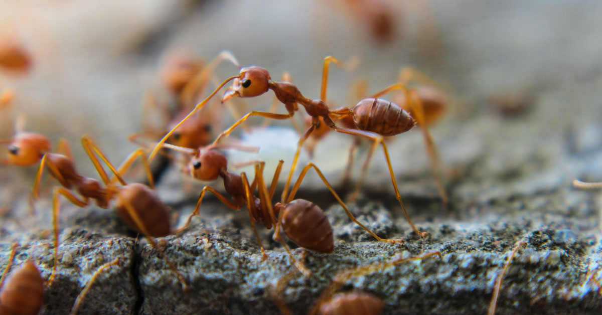fire ant biosecurity zones queensland