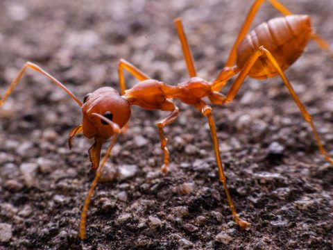 fire ant biosecurity zones queensland