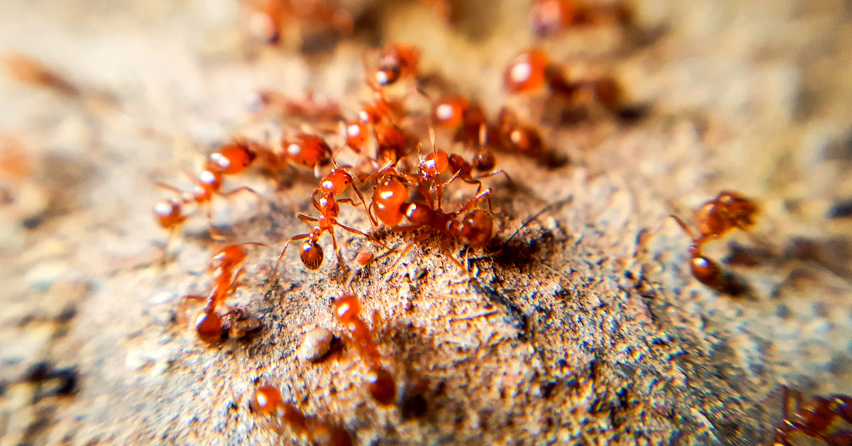fire ant biosecurity zones queensland
