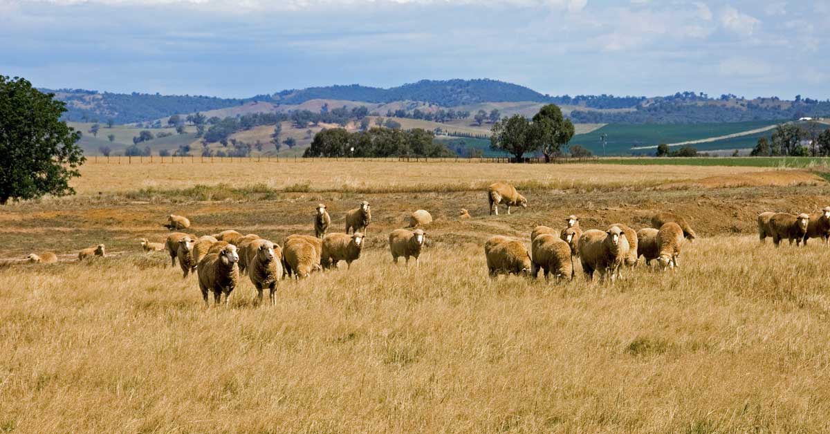 pasture grazing, global tanks