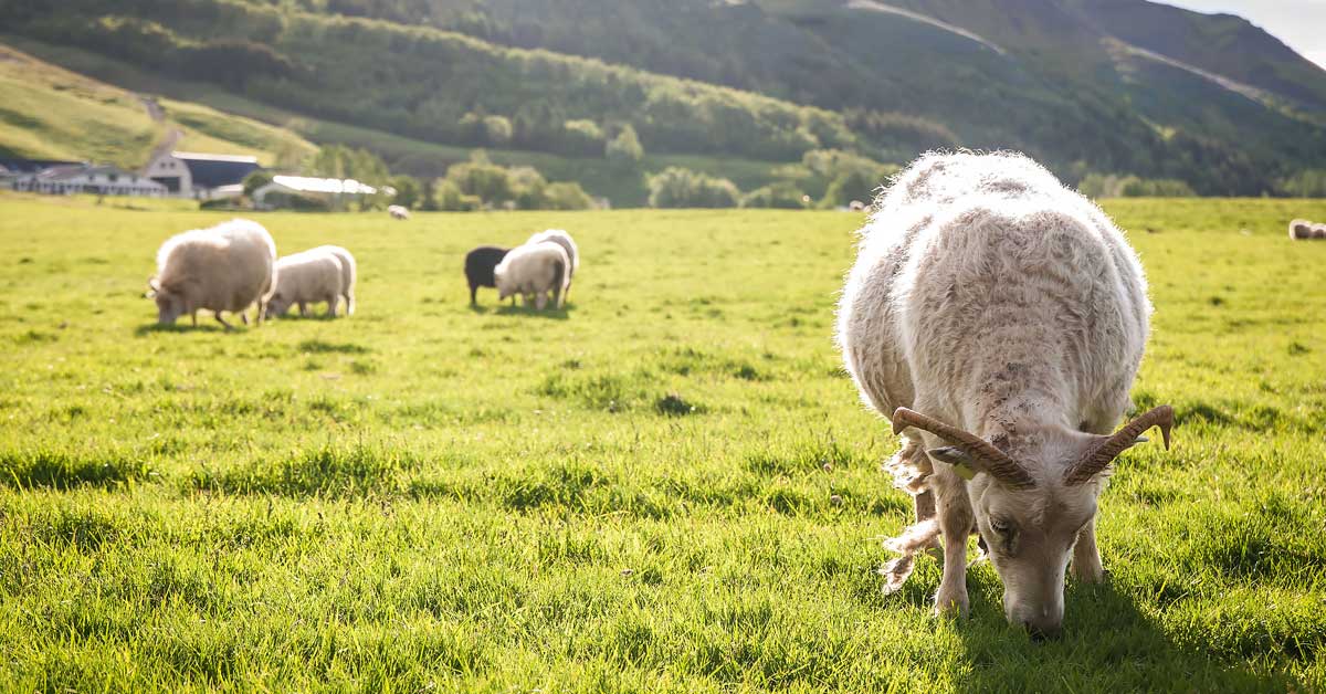 rotational grazing, goat grazing
