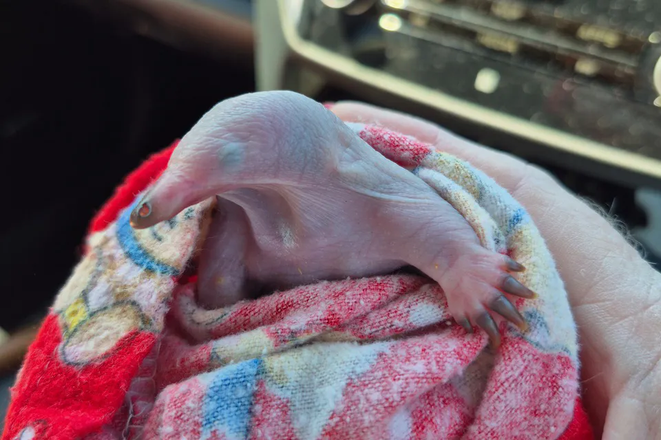 Eddie the Echidna